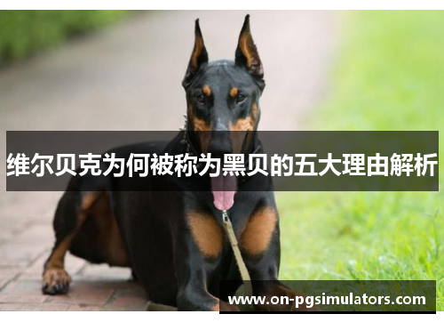 维尔贝克为何被称为黑贝的五大理由解析